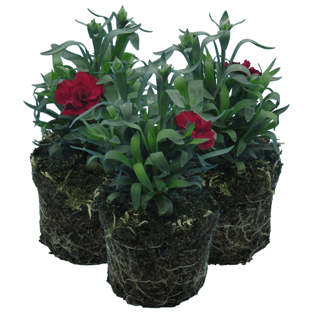 Carnation Dark Red - Frankton's