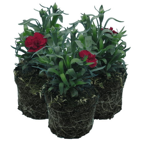 Carnation Dark Red - Frankton's