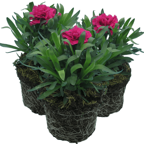 Carnation Oscar - Frankton's