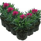 Carnation Oscar - Frankton's