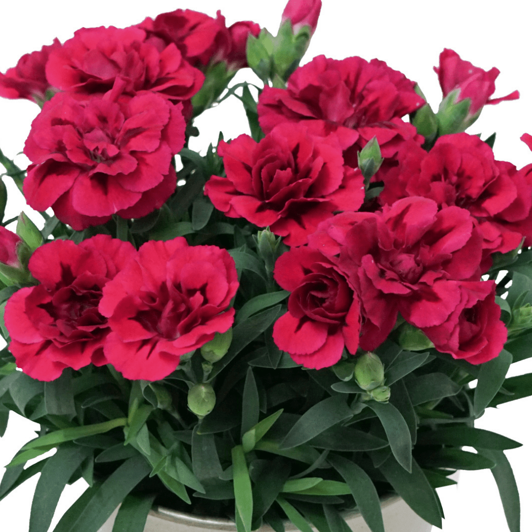 Carnation Oscar - Frankton's