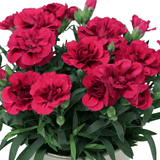 Carnation Oscar - Frankton's