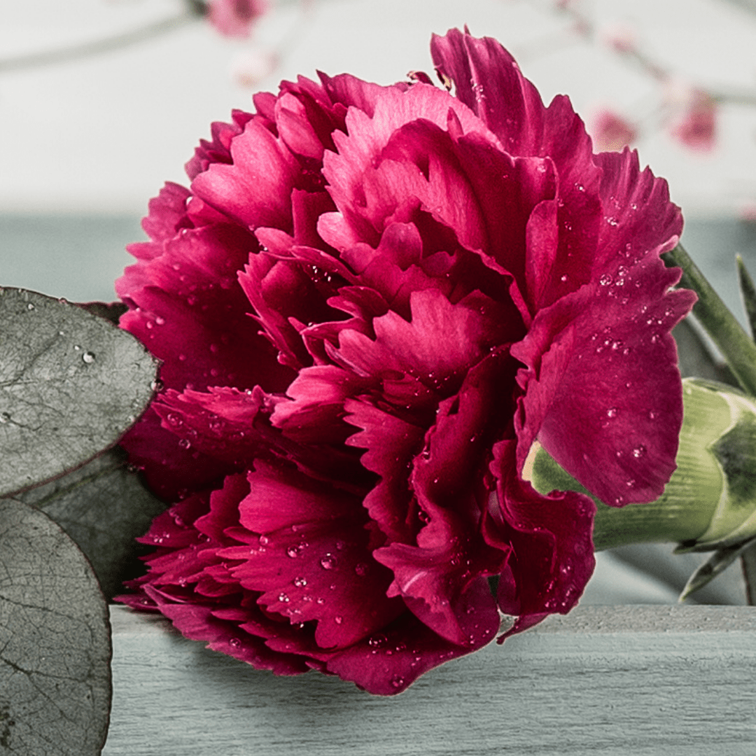 Carnation Oscar - Frankton's