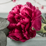Carnation Oscar - Frankton's
