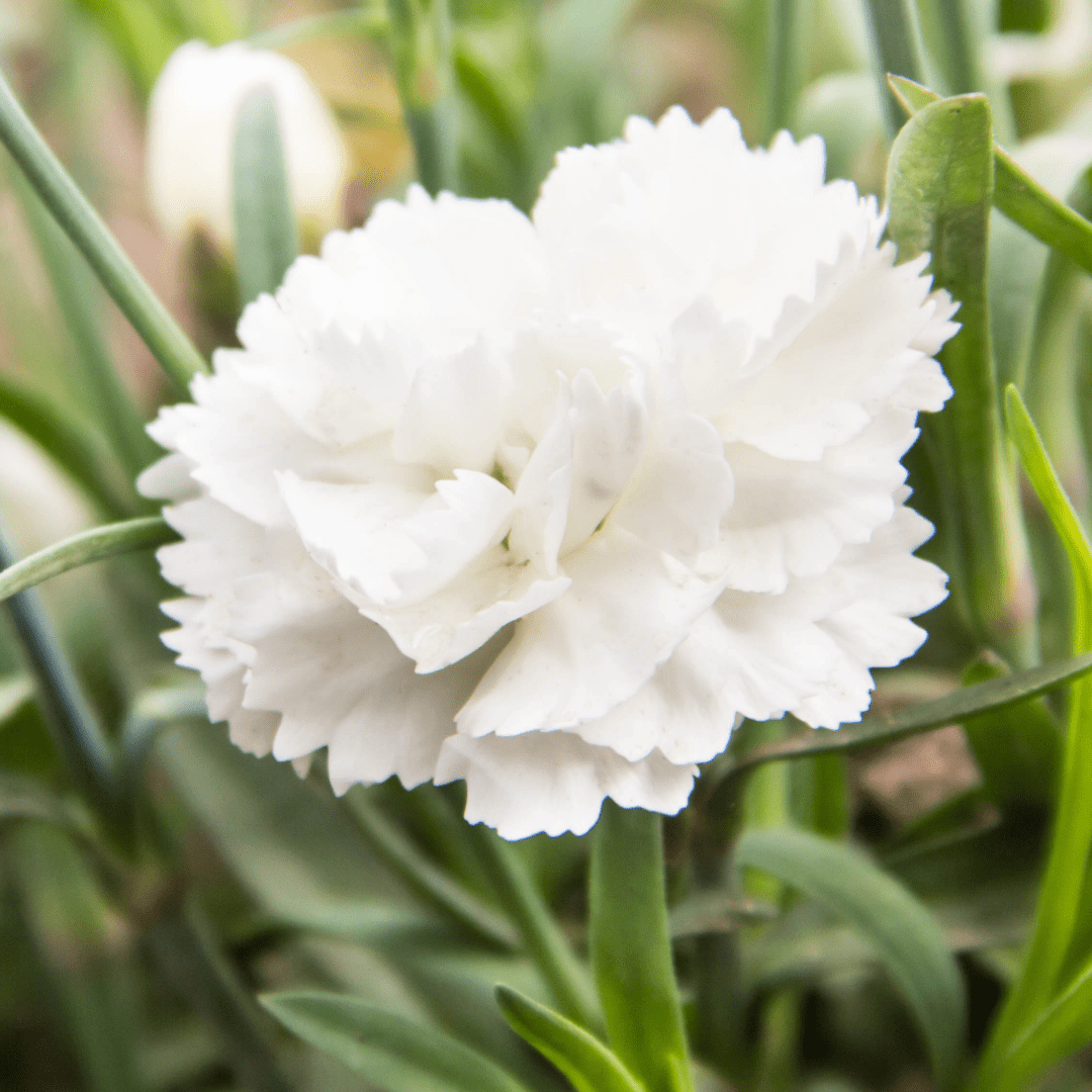 Carnation White - Frankton's