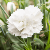 Carnation White - Frankton's