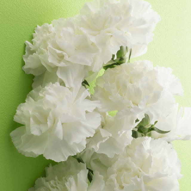 Carnation White - Frankton's