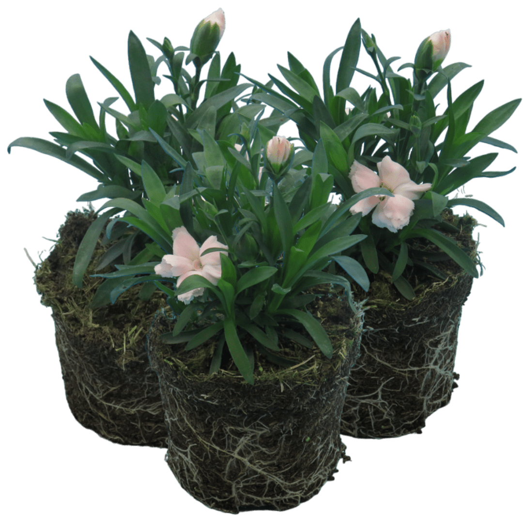 Carnation White - Frankton's