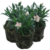 Carnation White - Frankton's