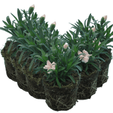 Carnation White - Frankton's