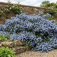 Ceanothus Repens - Frankton's