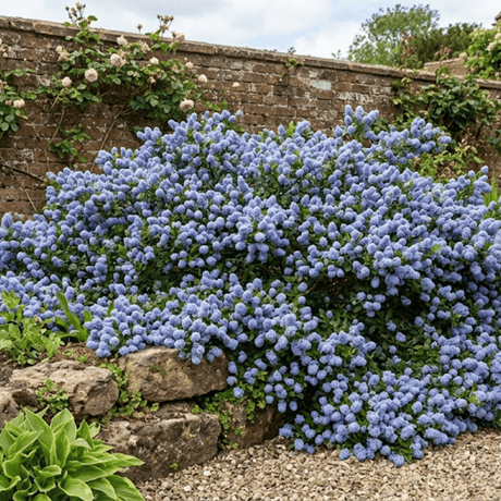 Ceanothus Repens - Frankton's