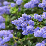 Ceanothus Repens - Frankton's