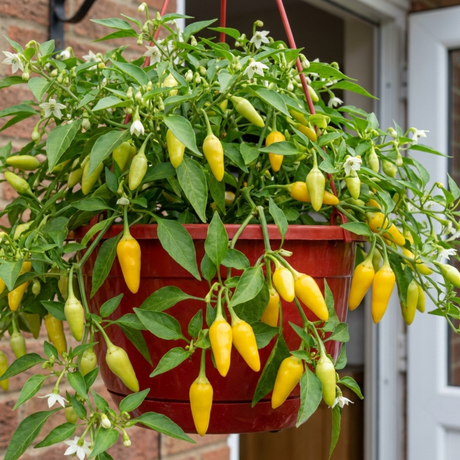Chilli Pepper 25cm Hanging Basket, Peppers from Heaven, Pots - Frankton's