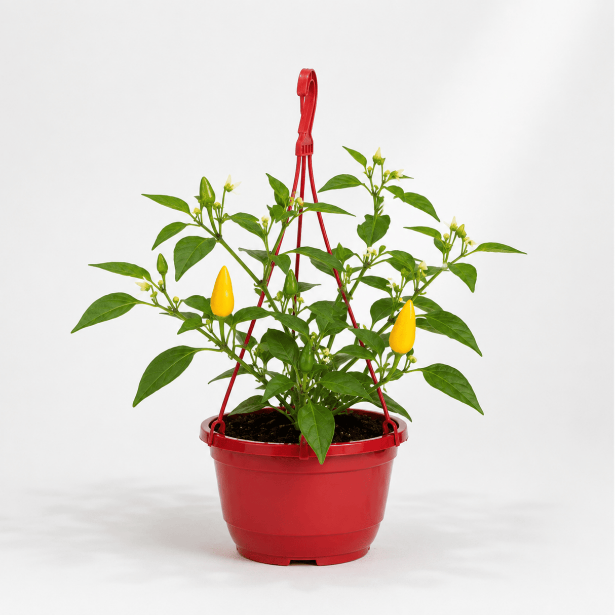 Chilli Pepper 25cm Hanging Basket, Peppers from Heaven, Pots - Frankton's