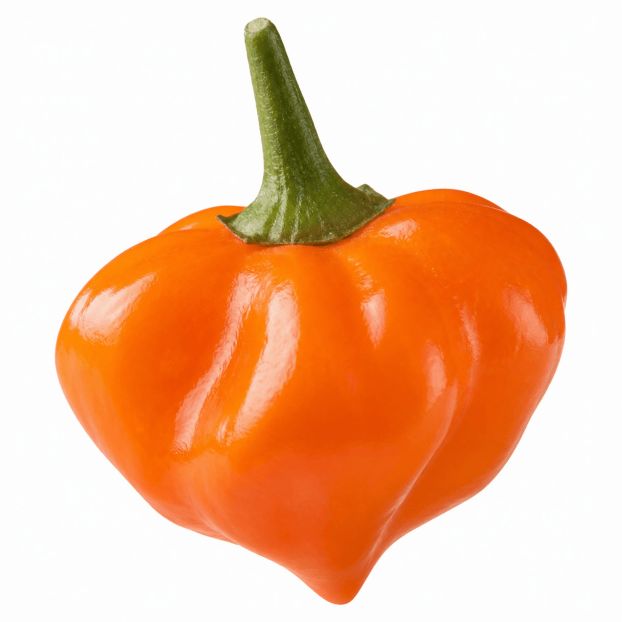 Chilli Pepper Hanging Basket, 25cm Pots, Orange GYO - Frankton's