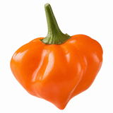 Chilli Pepper Hanging Basket, 25cm Pots, Orange GYO - Frankton's