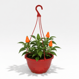 Chilli Pepper Hanging Basket, 25cm Pots, Orange GYO - Frankton's