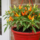 Chilli Pepper Hanging Basket, 25cm Pots, Orange GYO - Frankton's