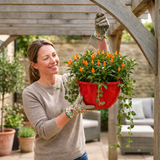 Chilli Pepper Hanging Basket, 25cm Pots, Orange GYO - Frankton's