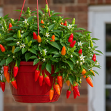 Chilli Pepper Hanging Basket, Spicy Jane, 25cm Pots - Frankton's