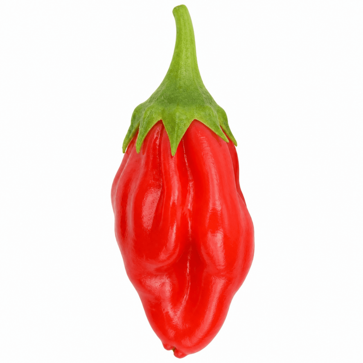 Chilli Pepper Hanging Basket, Spicy Jane, 25cm Pots - Frankton's