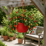 Chilli Pepper Hanging Basket, Spicy Jane, 25cm Pots - Frankton's