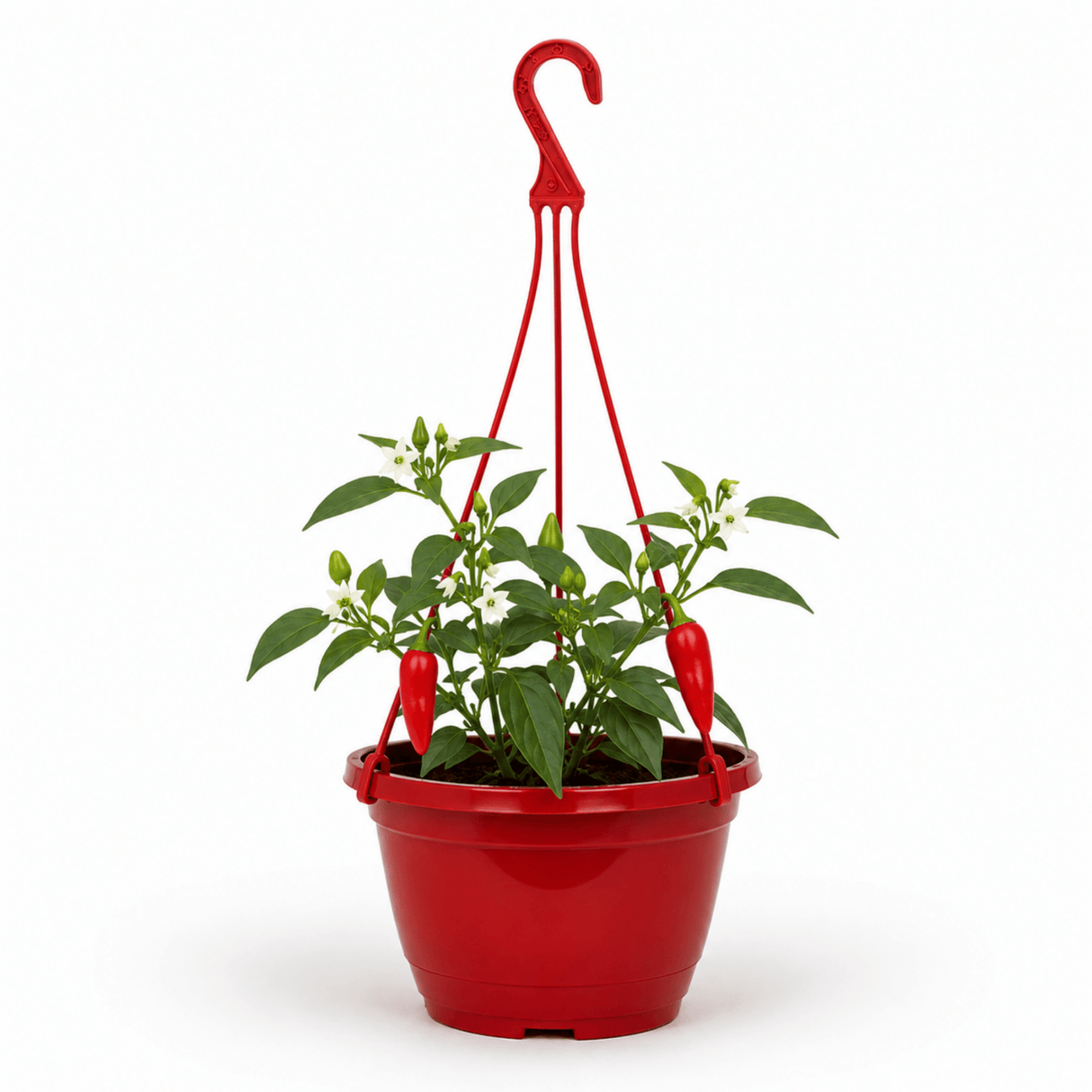 Chilli Pepper Hanging Basket, Spicy Jane, 25cm Pots - Frankton's
