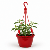 Chilli Pepper Hanging Basket, Spicy Jane, 25cm Pots - Frankton's