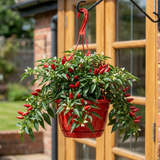 Chilli Pepper Plants, Peppers from Heaven Red, 25cm Pots - Frankton's