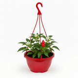 Chilli Pepper Plants, Peppers from Heaven Red, 25cm Pots - Frankton's