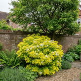 Choisya Sundance - Frankton's