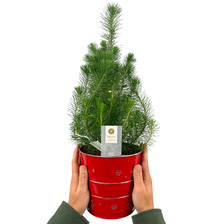 Christmas tree in red metal planter with lights - Frankton's
