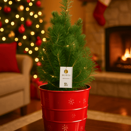 Christmas tree in red metal planter with lights - Frankton's
