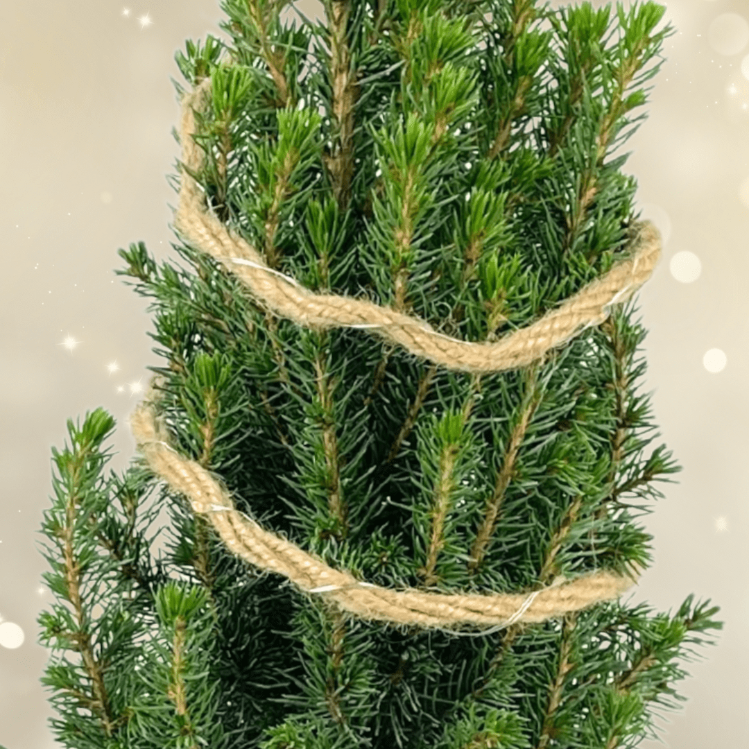 Christmas tree in sack with lights - Frankton's