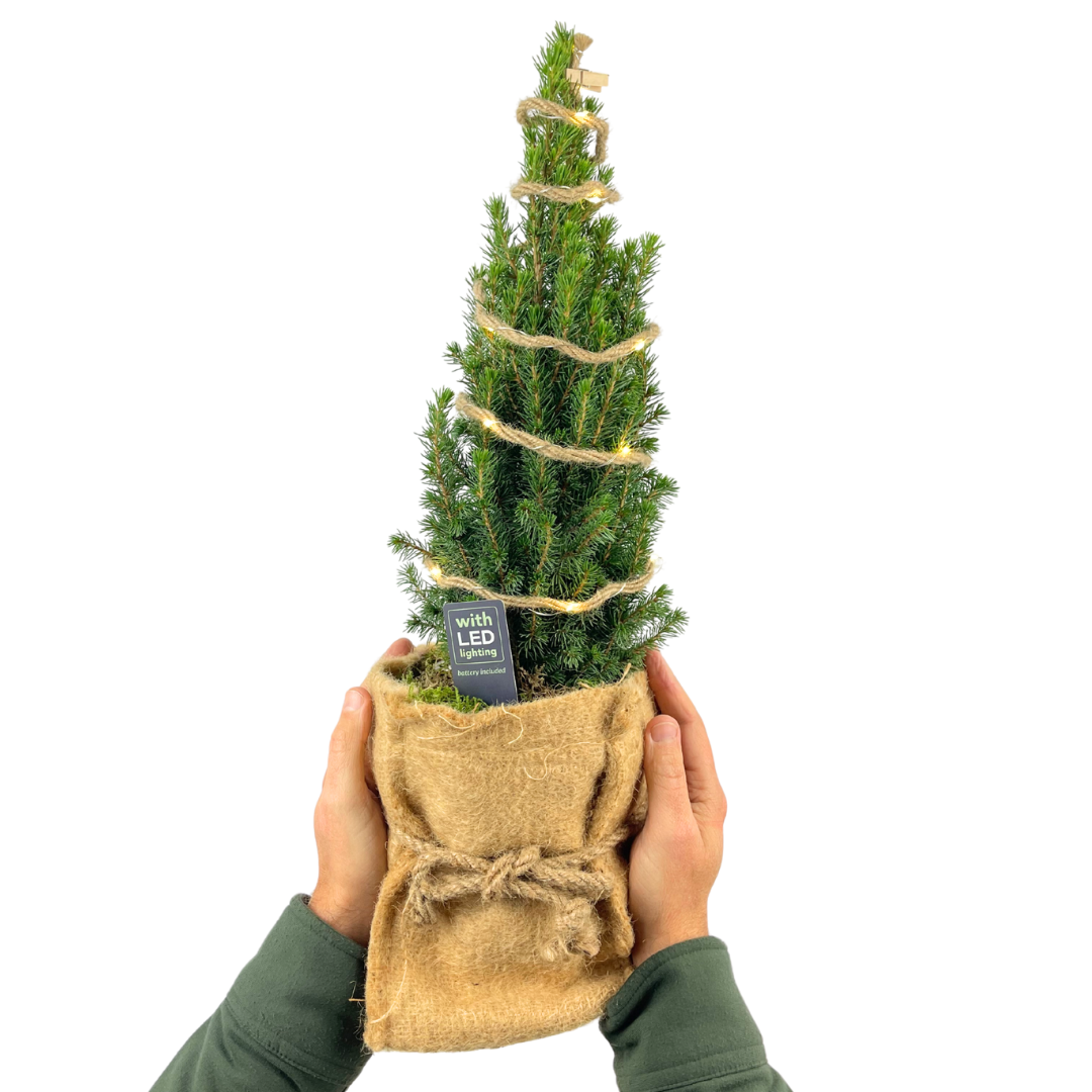 Christmas tree in sack with lights - Frankton's