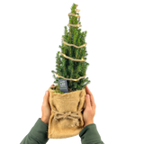 Christmas tree in sack with lights - Frankton's