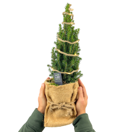 Christmas tree in sack with lights - Frankton's