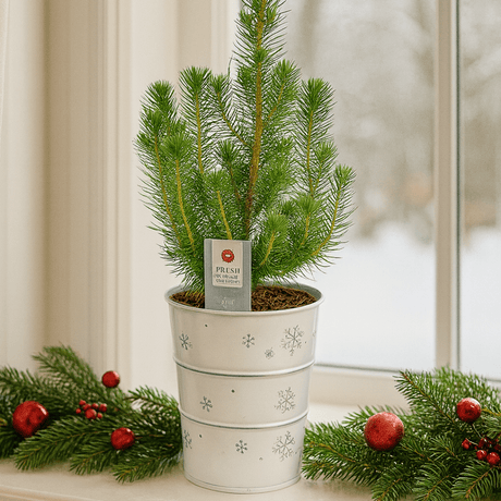 Christmas tree in white metal planter with lights - Frankton's