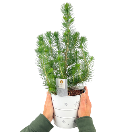 Christmas tree in white metal planter with lights - Frankton's