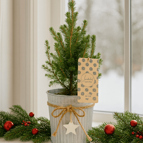Christmas tree in white pot with star - Frankton's