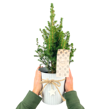 Christmas tree in white pot with star - Frankton's