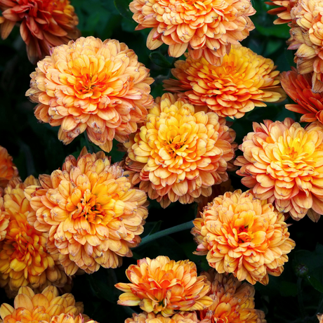 Chrysanthemum Orange - Frankton's