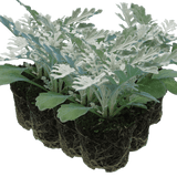 Cineraria Silverdust - Frankton's