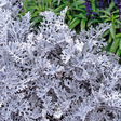 Cineraria Silverdust - Frankton's
