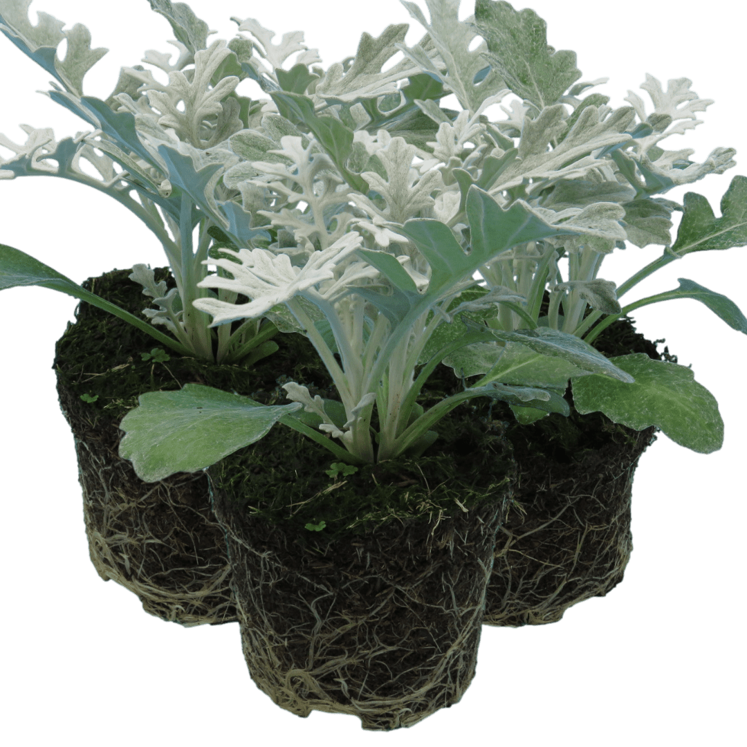 Cineraria Silverdust - Frankton's