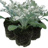 Cineraria Silverdust - Frankton's