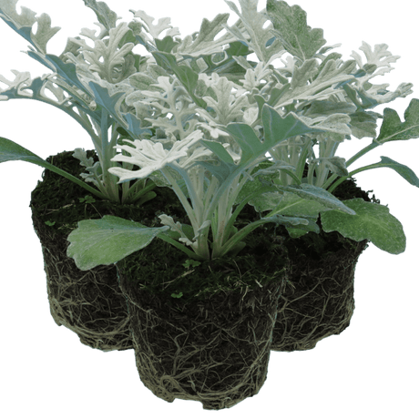 Cineraria Silverdust - Frankton's