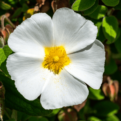 Cistus Corbariensis - Frankton's
