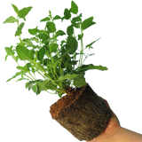 Cistus Corbariensis - Frankton's